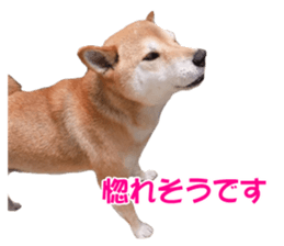 A-chan of Shibainu 10(Compliments) sticker #15717924