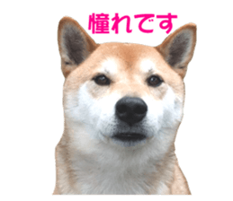 A-chan of Shibainu 10(Compliments) sticker #15717925