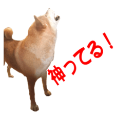 A-chan of Shibainu 10(Compliments) sticker #15717926