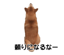 A-chan of Shibainu 10(Compliments) sticker #15717927
