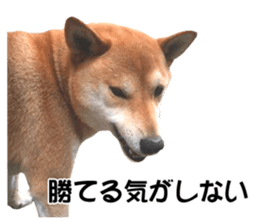 A-chan of Shibainu 10(Compliments) sticker #15717928