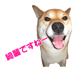 A-chan of Shibainu 10(Compliments) sticker #15717929
