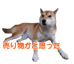 A-chan of Shibainu 10(Compliments) sticker #15717930