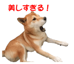 A-chan of Shibainu 10(Compliments) sticker #15717931