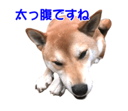 A-chan of Shibainu 10(Compliments) sticker #15717932