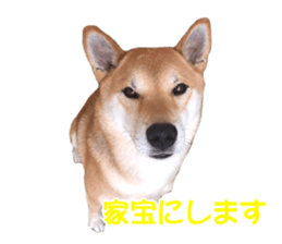 A-chan of Shibainu 10(Compliments) sticker #15717933
