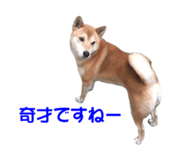 A-chan of Shibainu 10(Compliments) sticker #15717934