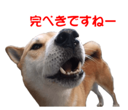 A-chan of Shibainu 10(Compliments) sticker #15717935