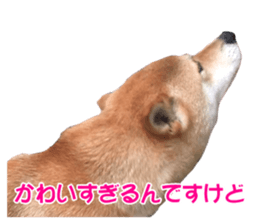 A-chan of Shibainu 10(Compliments) sticker #15717936