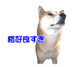 A-chan of Shibainu 10(Compliments) sticker #15717937