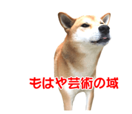 A-chan of Shibainu 10(Compliments) sticker #15717938