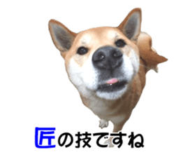 A-chan of Shibainu 10(Compliments) sticker #15717939
