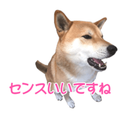 A-chan of Shibainu 10(Compliments) sticker #15717940