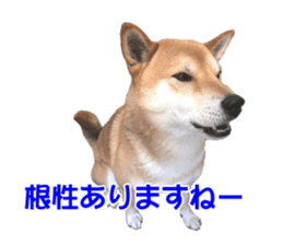 A-chan of Shibainu 10(Compliments) sticker #15717941