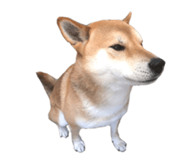 A-chan of Shibainu 10(Compliments) sticker #15717942