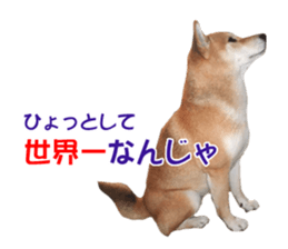 A-chan of Shibainu 10(Compliments) sticker #15717944
