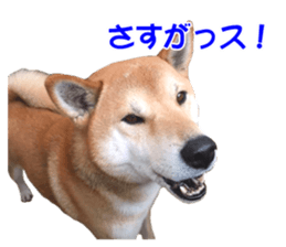 A-chan of Shibainu 10(Compliments) sticker #15717945