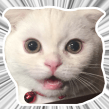 Sticker of Pathetic face Scottish Fold 3 sticker #15724906