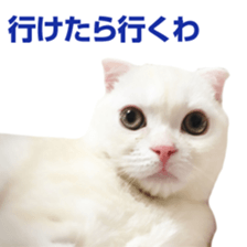 Sticker of Pathetic face Scottish Fold 3 sticker #15724908