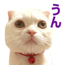 Sticker of Pathetic face Scottish Fold 3 sticker #15724909