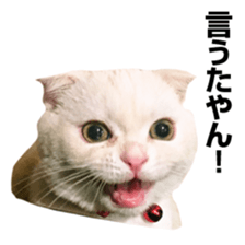 Sticker of Pathetic face Scottish Fold 3 sticker #15724910