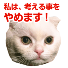 Sticker of Pathetic face Scottish Fold 3 sticker #15724911