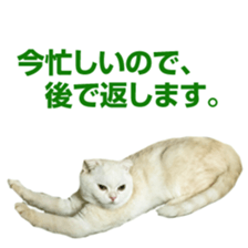 Sticker of Pathetic face Scottish Fold 3 sticker #15724914