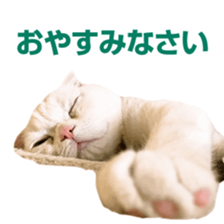 Sticker of Pathetic face Scottish Fold 3 sticker #15724918