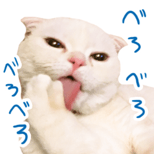 Sticker of Pathetic face Scottish Fold 3 sticker #15724919
