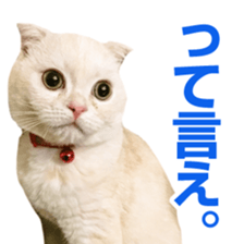 Sticker of Pathetic face Scottish Fold 3 sticker #15724922