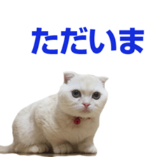 Sticker of Pathetic face Scottish Fold 3 sticker #15724924