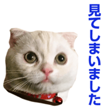 Sticker of Pathetic face Scottish Fold 3 sticker #15724925