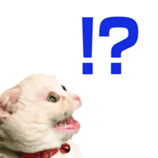 Sticker of Pathetic face Scottish Fold 3 sticker #15724926