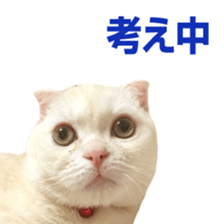 Sticker of Pathetic face Scottish Fold 3 sticker #15724927
