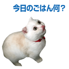 Sticker of Pathetic face Scottish Fold 3 sticker #15724928