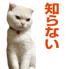 Sticker of Pathetic face Scottish Fold 3 sticker #15724929