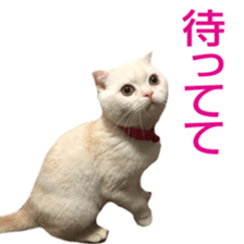 Sticker of Pathetic face Scottish Fold 3 sticker #15724930