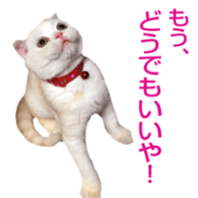 Sticker of Pathetic face Scottish Fold 3 sticker #15724931