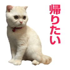 Sticker of Pathetic face Scottish Fold 3 sticker #15724932