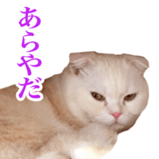 Sticker of Pathetic face Scottish Fold 3 sticker #15724933