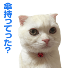 Sticker of Pathetic face Scottish Fold 3 sticker #15724934