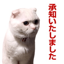 Sticker of Pathetic face Scottish Fold 3 sticker #15724935