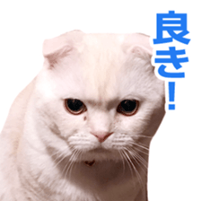 Sticker of Pathetic face Scottish Fold 3 sticker #15724936