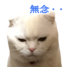 Sticker of Pathetic face Scottish Fold 3 sticker #15724937
