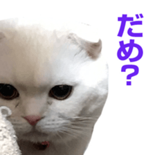 Sticker of Pathetic face Scottish Fold 3 sticker #15724938