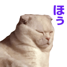Sticker of Pathetic face Scottish Fold 3 sticker #15724939