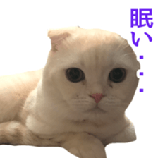 Sticker of Pathetic face Scottish Fold 3 sticker #15724940