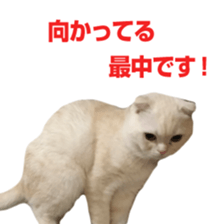 Sticker of Pathetic face Scottish Fold 3 sticker #15724941