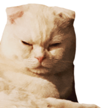 Sticker of Pathetic face Scottish Fold 3 sticker #15724942