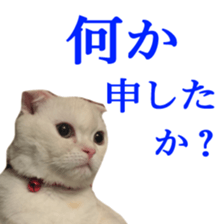 Sticker of Pathetic face Scottish Fold 3 sticker #15724943